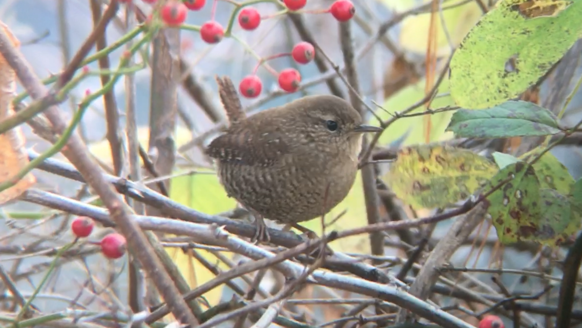Winter Wren - ML610821831