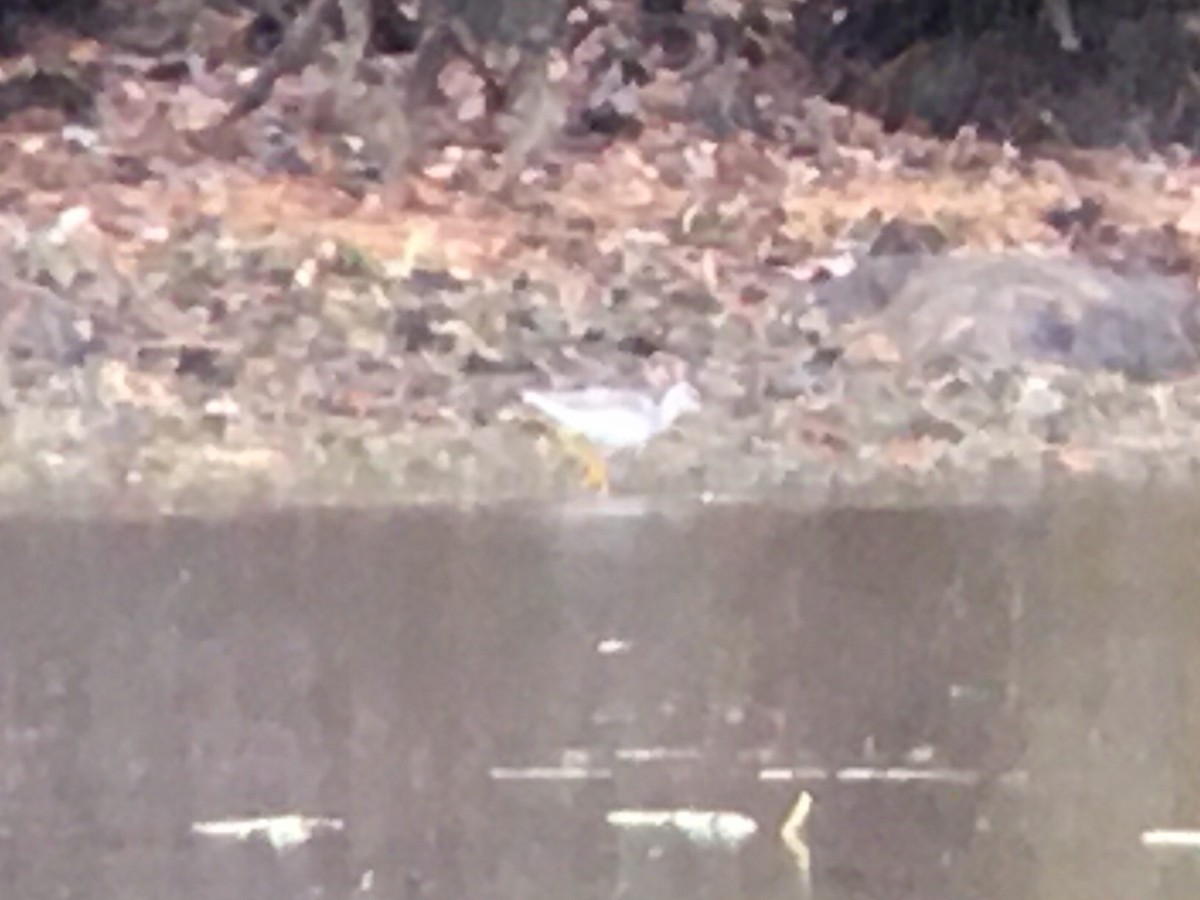Greater Yellowlegs - ML610821874