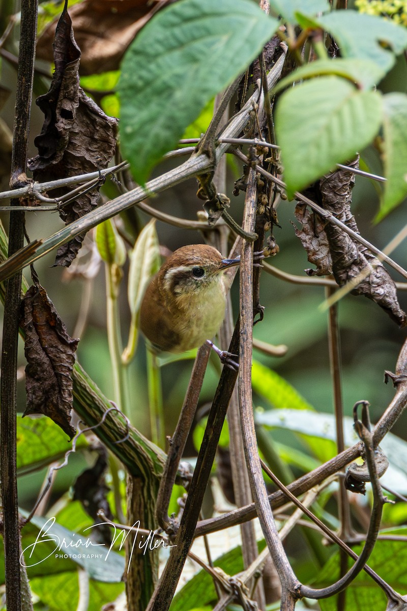 Mountain Wren - ML610821914