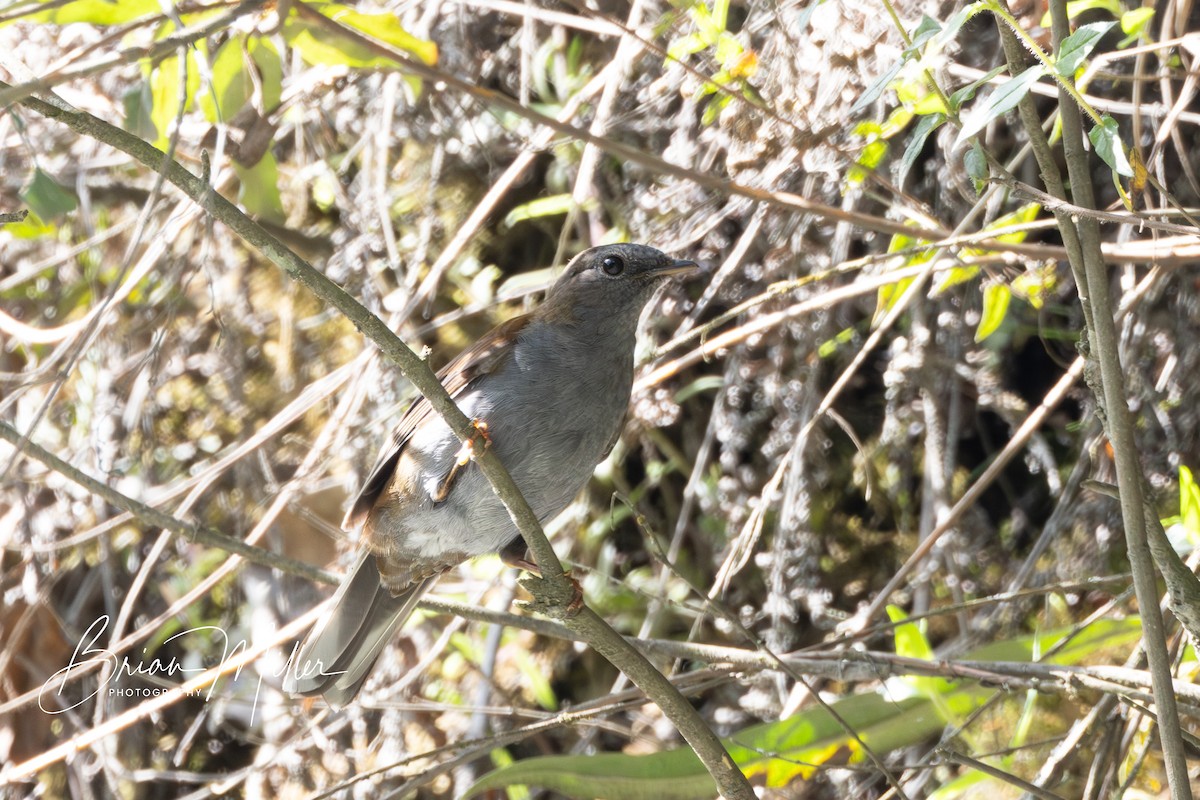 Andean Solitaire - Brian Miller