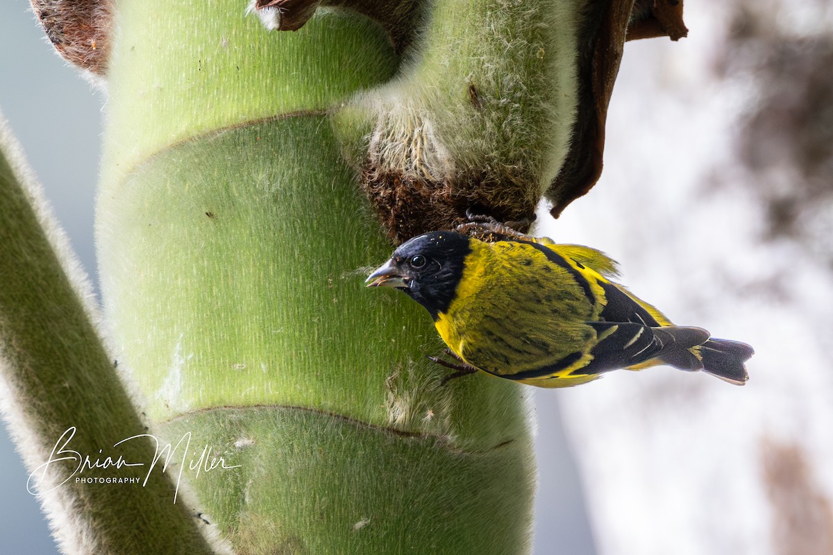 Olivaceous Siskin - ML610821924