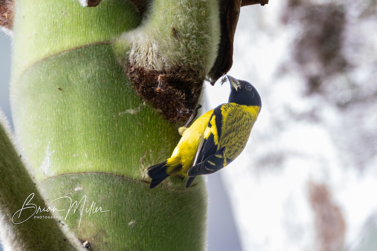 Olivaceous Siskin - ML610821925