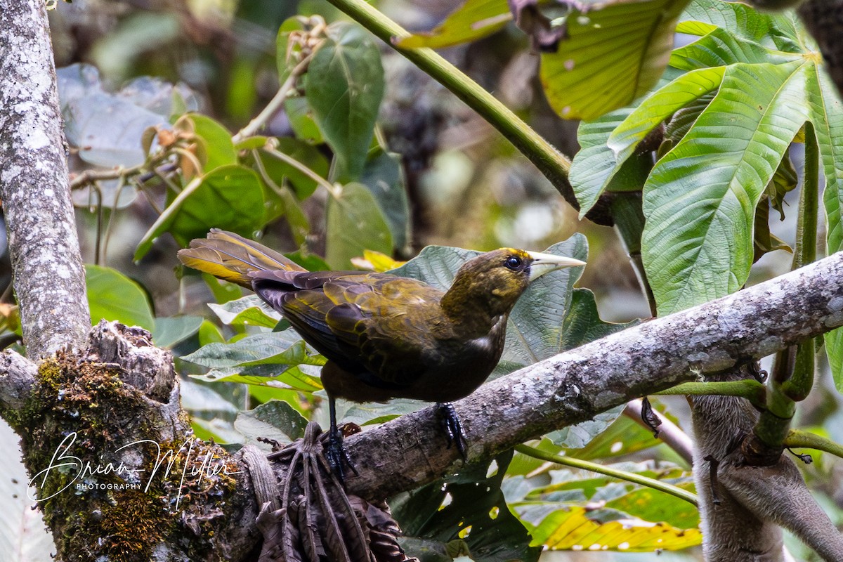 Dusky-green Oropendola - Brian Miller