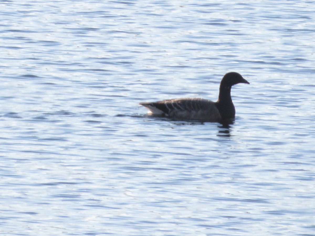 Brant - ML610821970