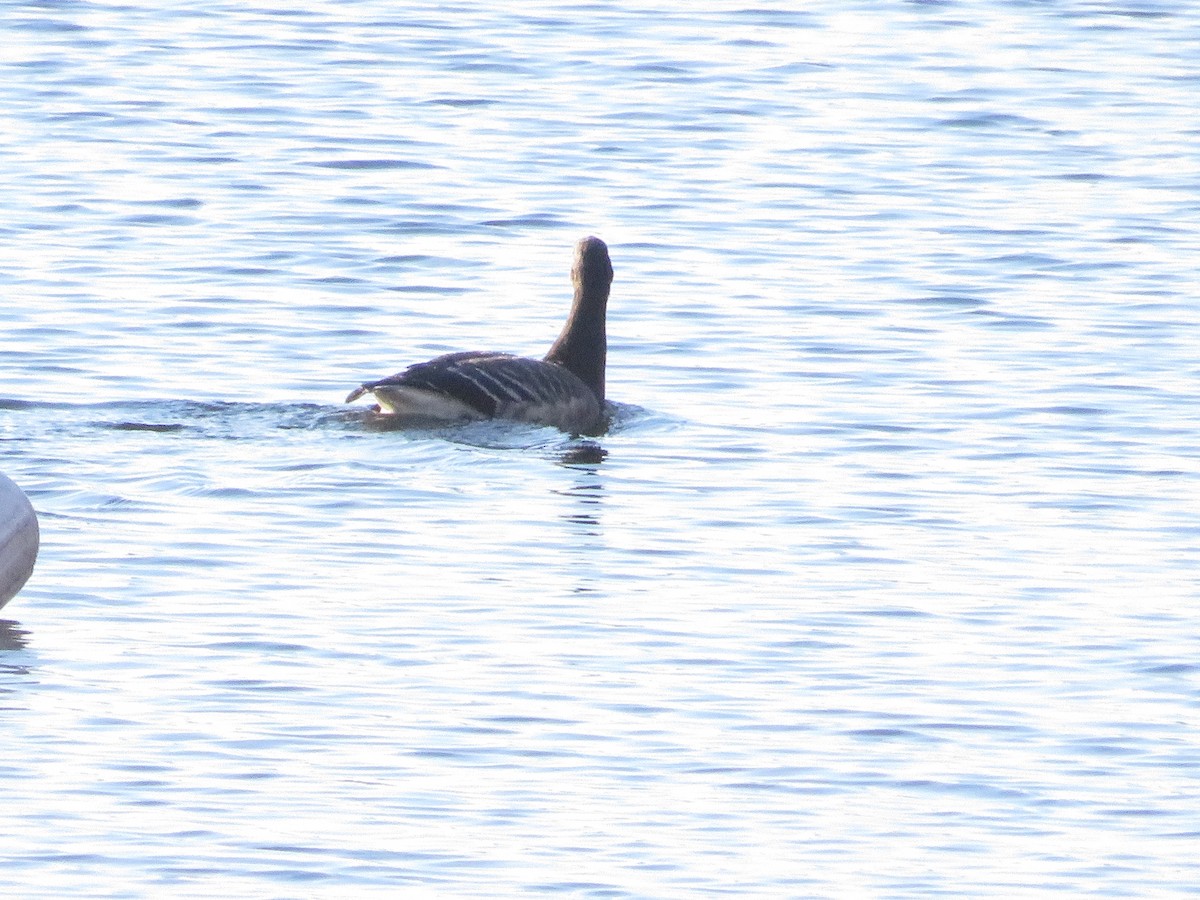 Brant - ML610821971