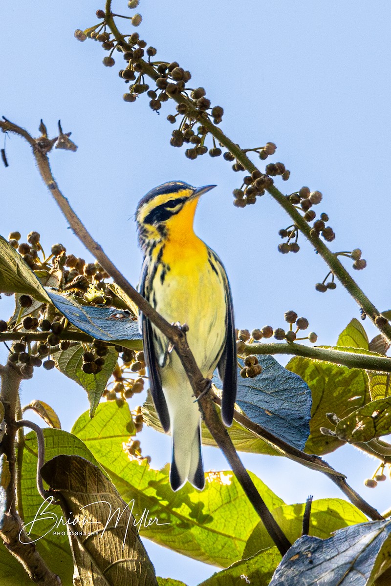 Blackburnian Warbler - ML610821978