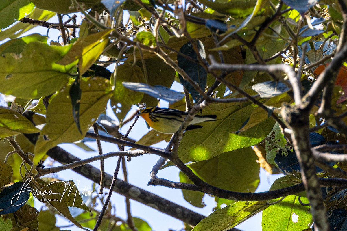 Blackburnian Warbler - Brian Miller