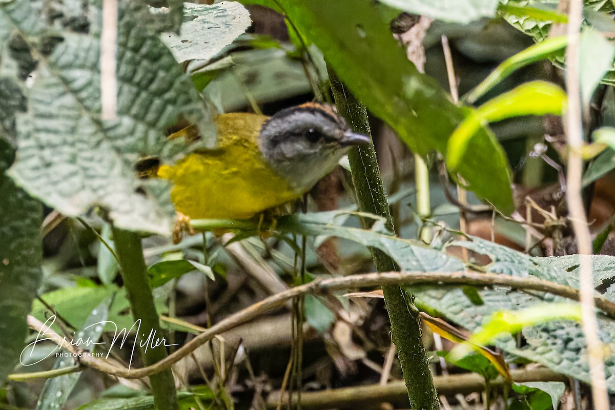 Russet-crowned Warbler - ML610821988