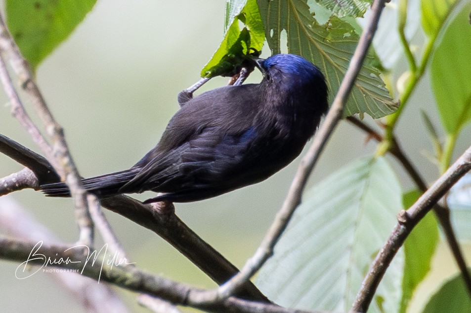 Capped Conebill - ML610822000