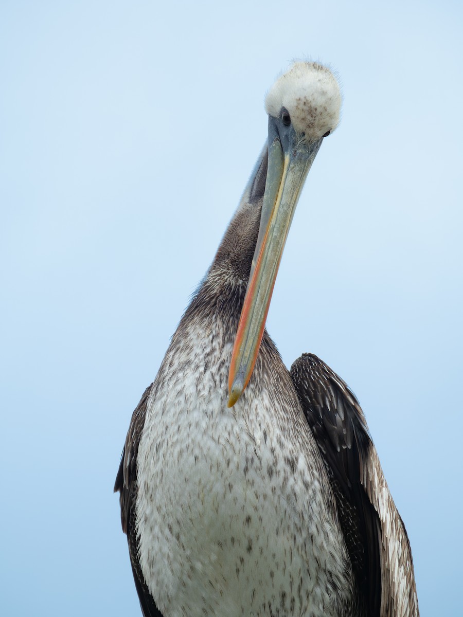 Peruvian Pelican - ML610822034