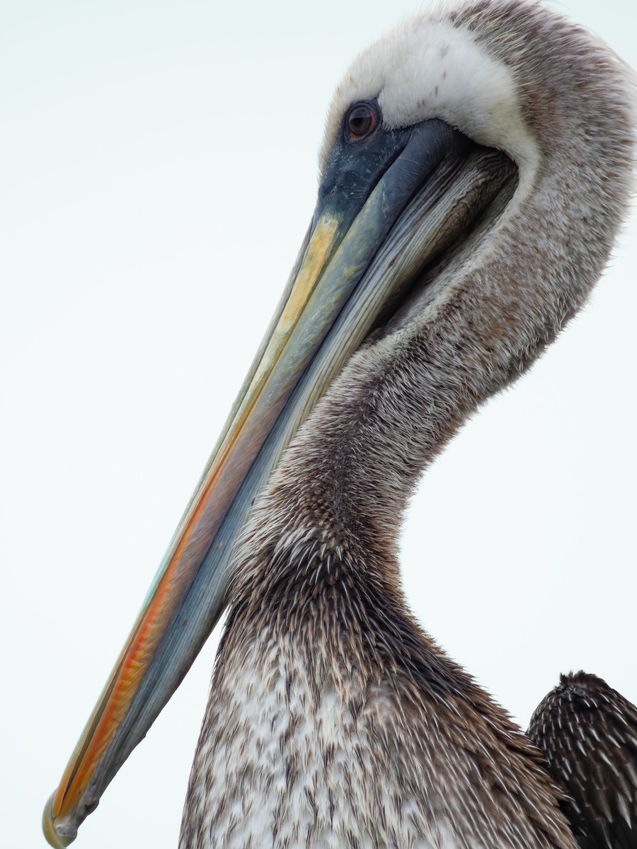 Peruvian Pelican - ML610822035