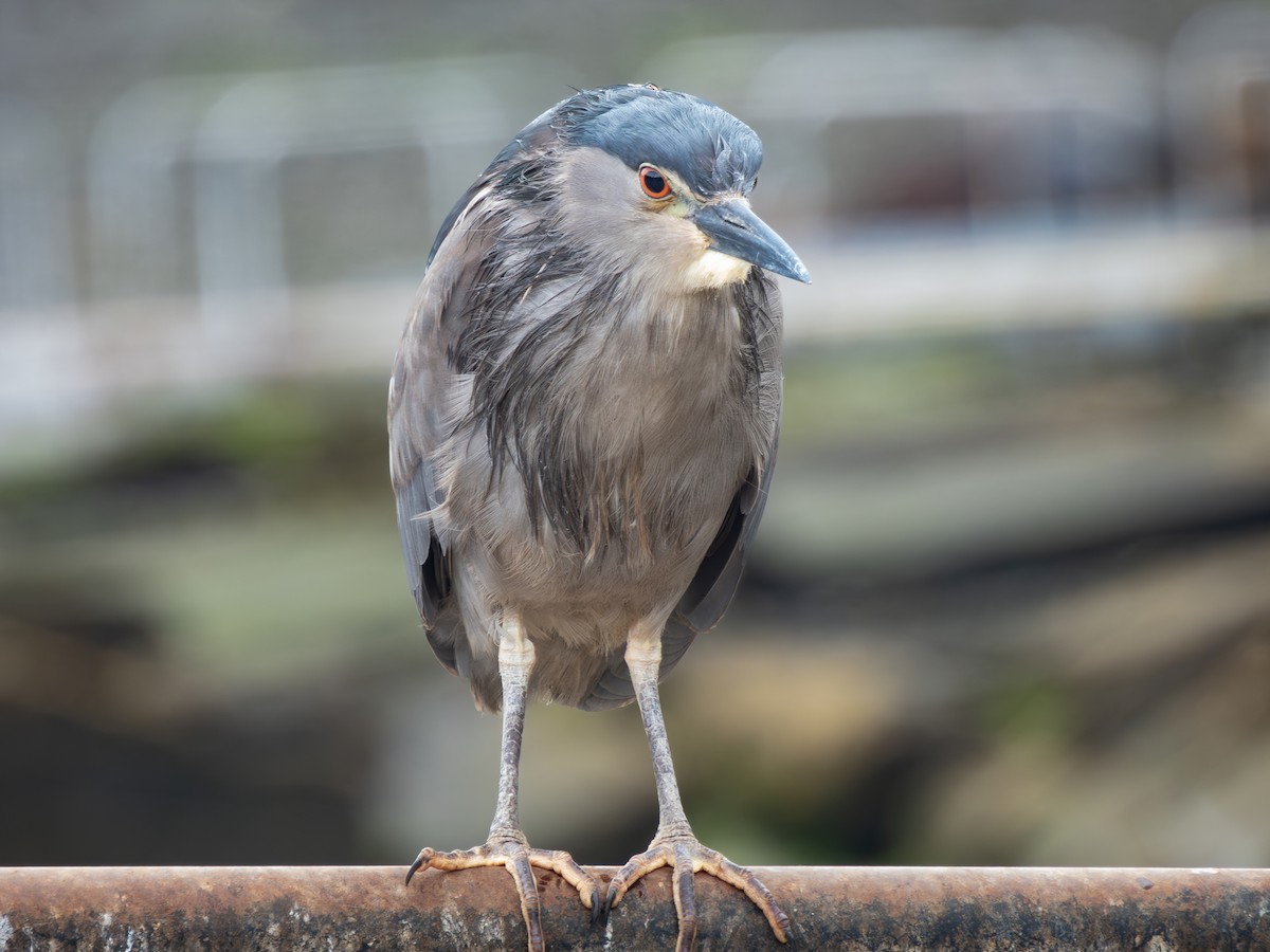 Black-crowned Night Heron - ML610822042