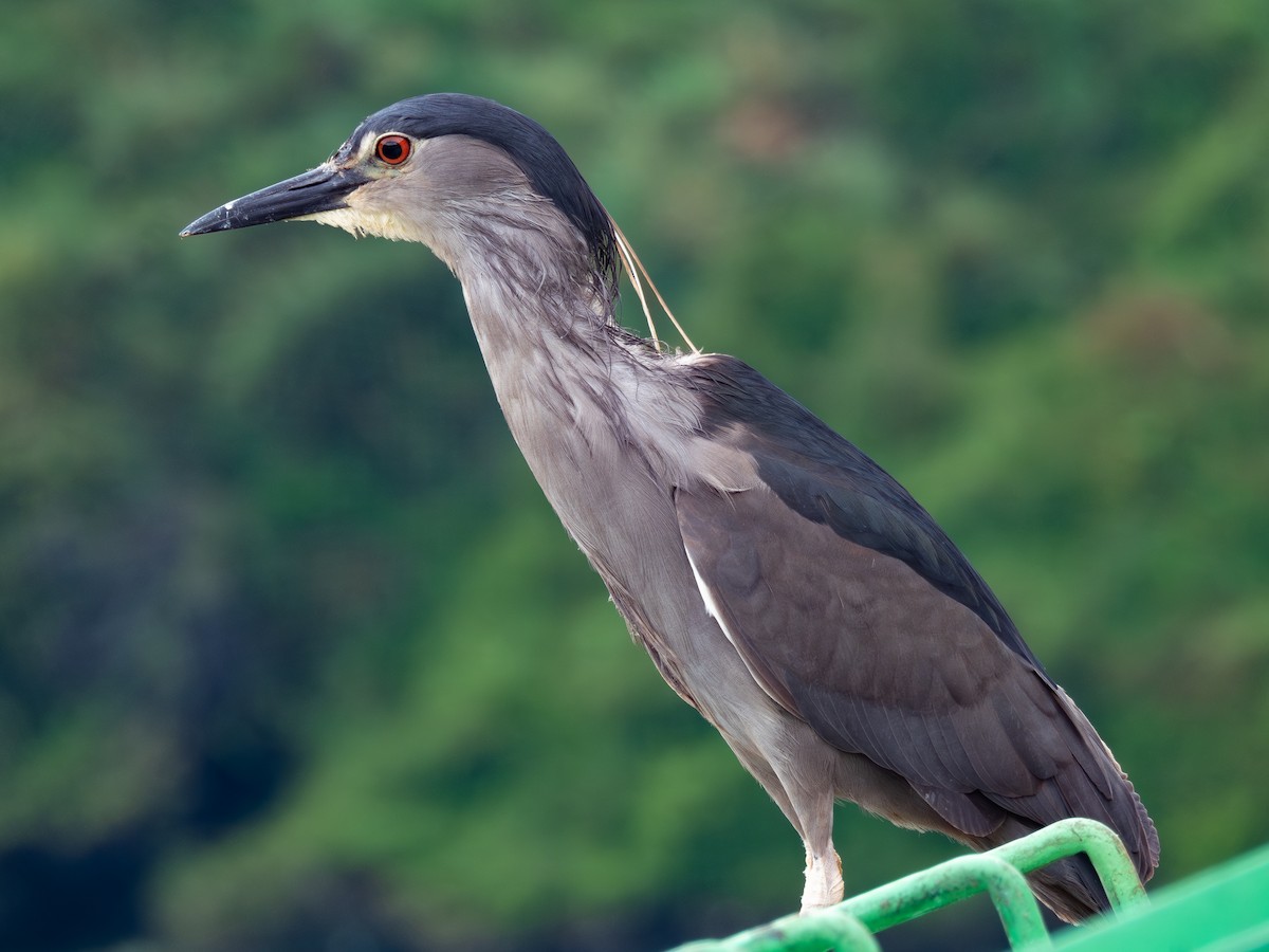 Black-crowned Night Heron - ML610822043