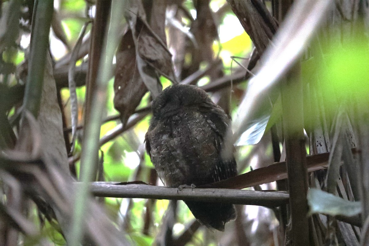 Madagascar Scops-Owl (Rainforest) - ML610822055