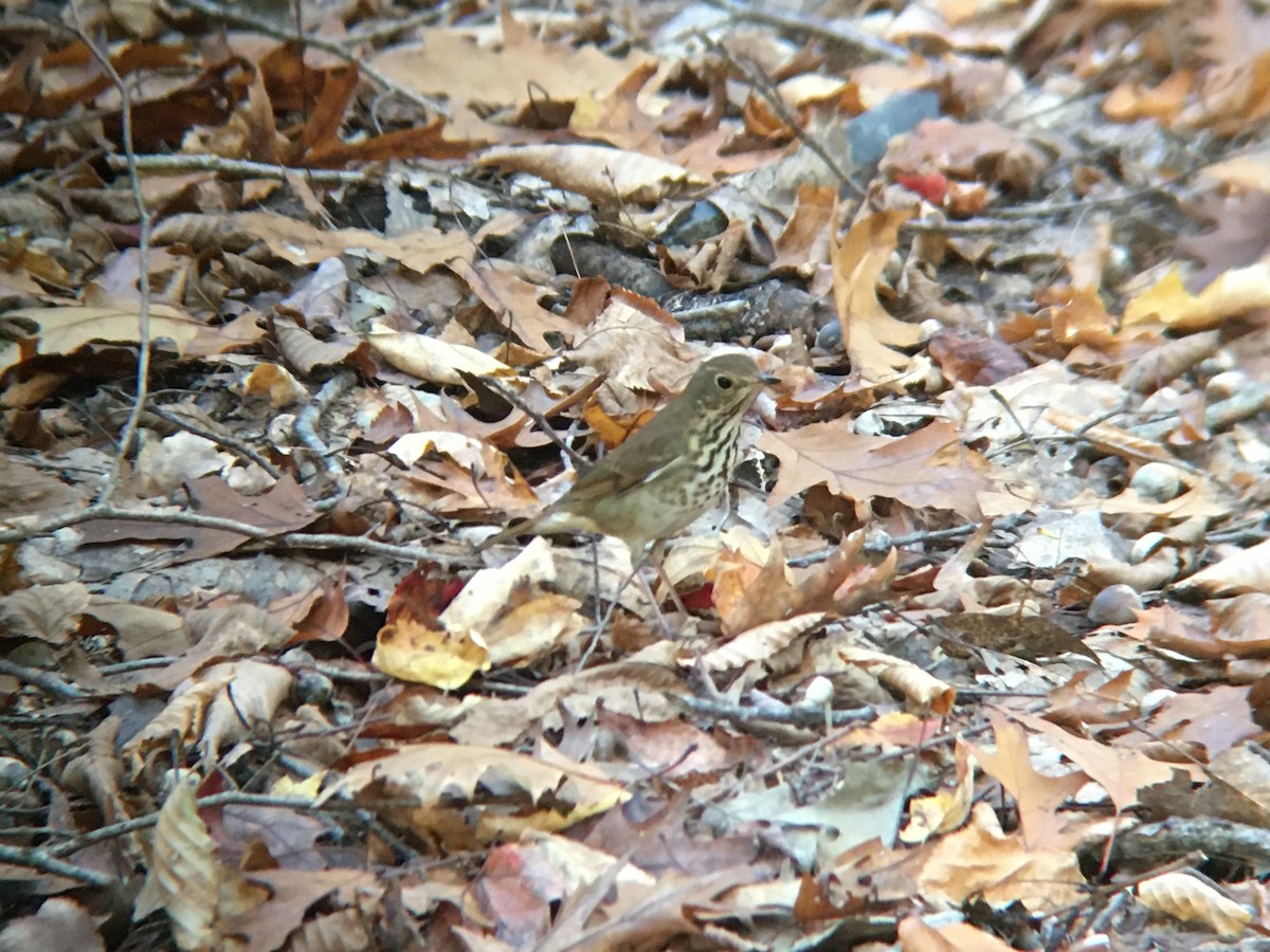 Hermit Thrush - ML610822115