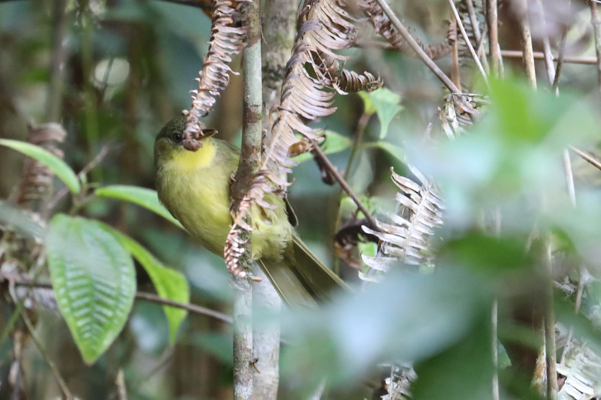 Long-billed Bernieria - ML610822203