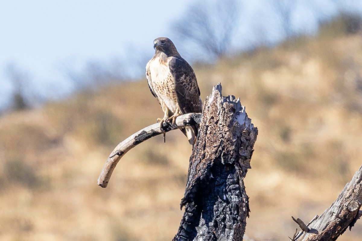 Red-tailed Hawk - ML610822219