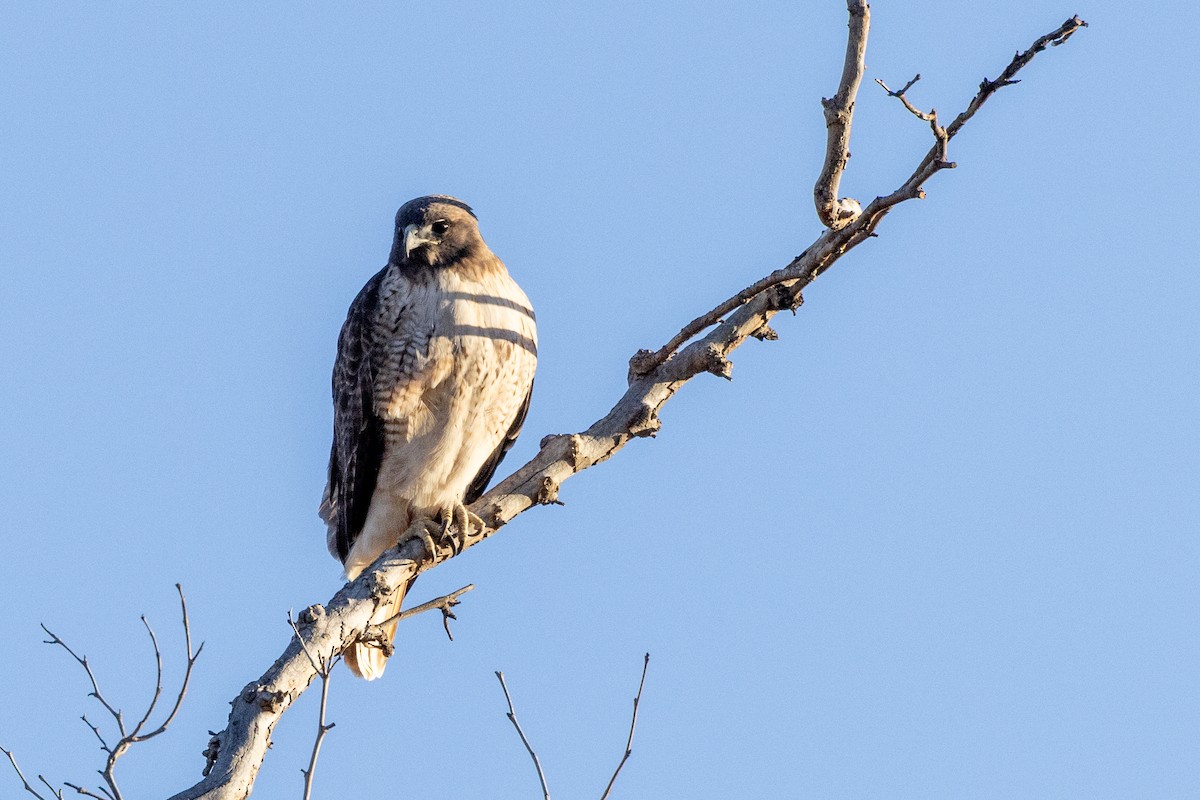 Red-tailed Hawk - ML610822221