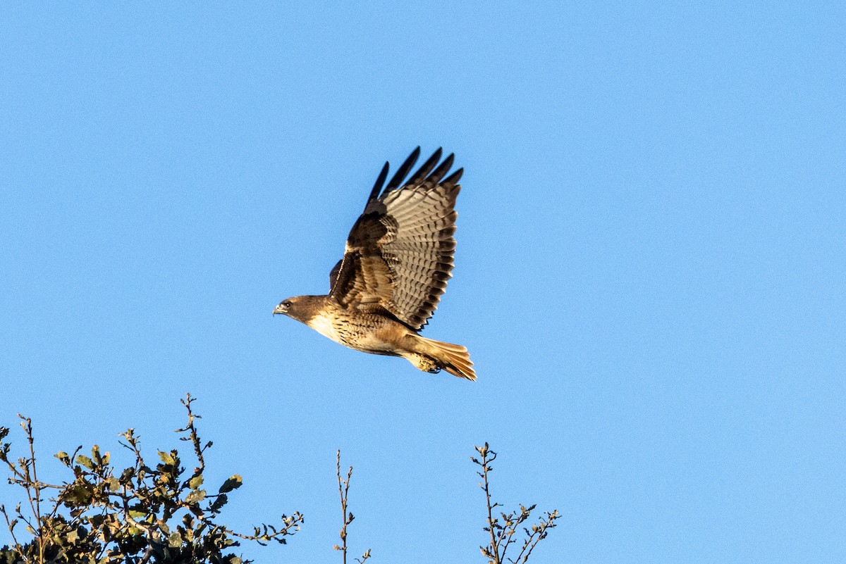 Red-tailed Hawk - ML610822222