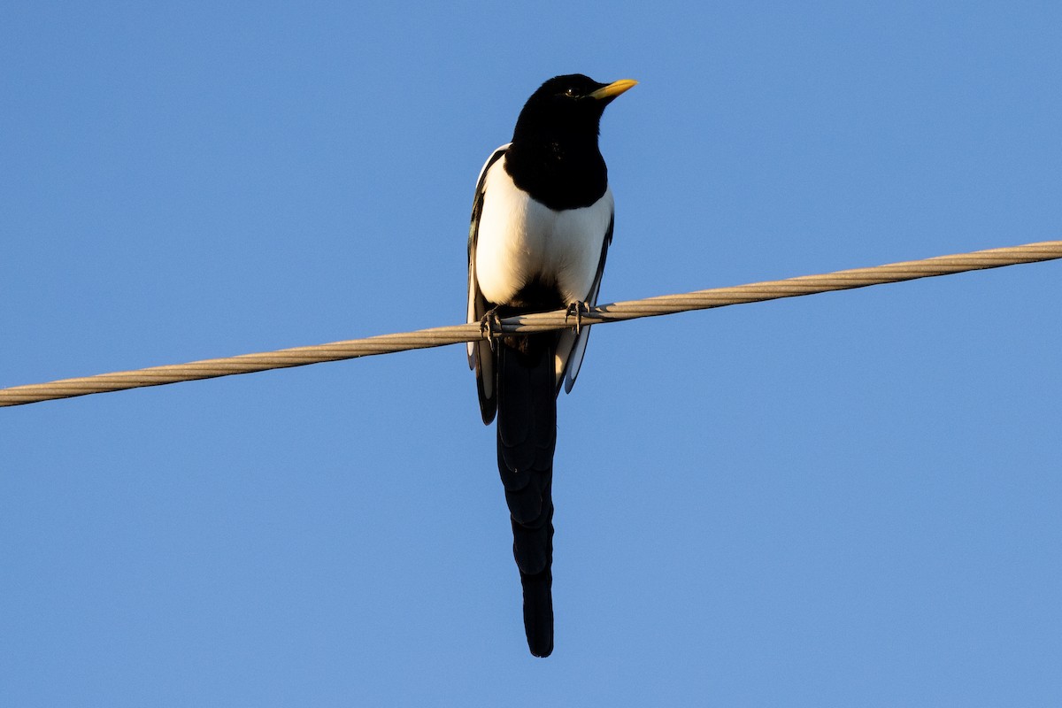 Yellow-billed Magpie - ML610822273