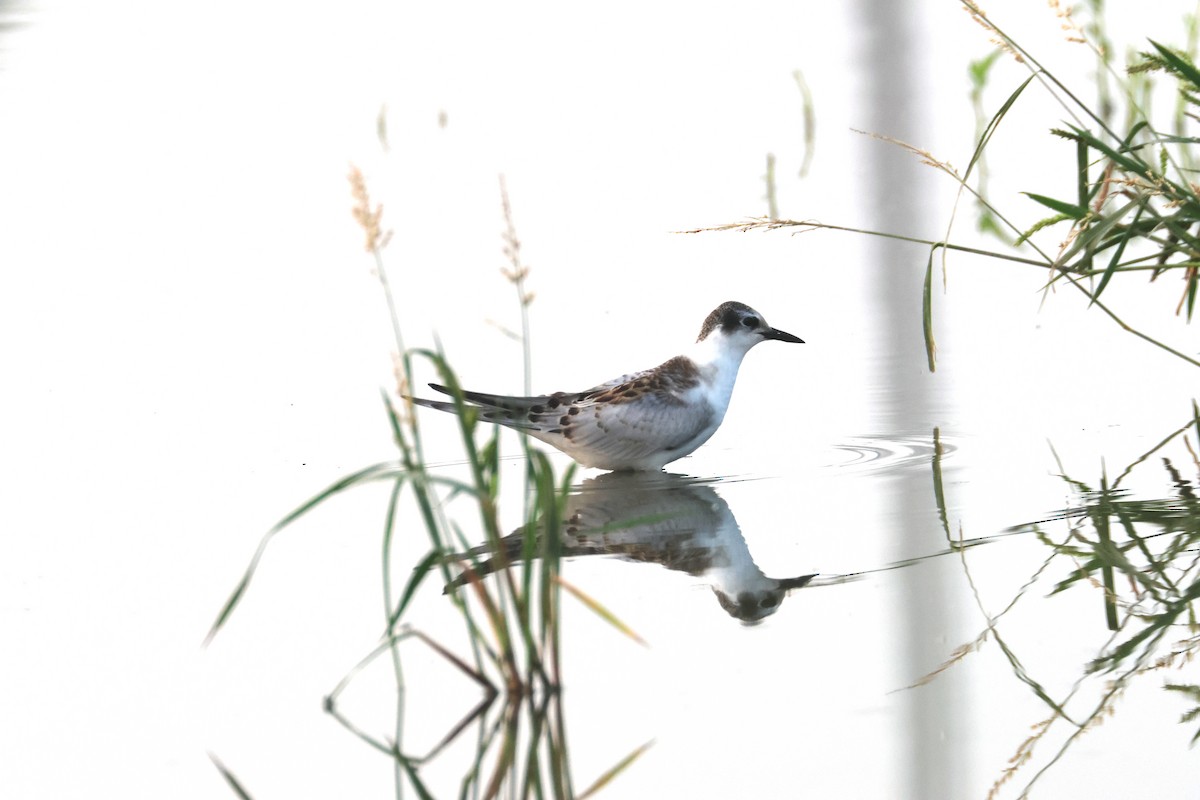 Whiskered Tern - ML610822284