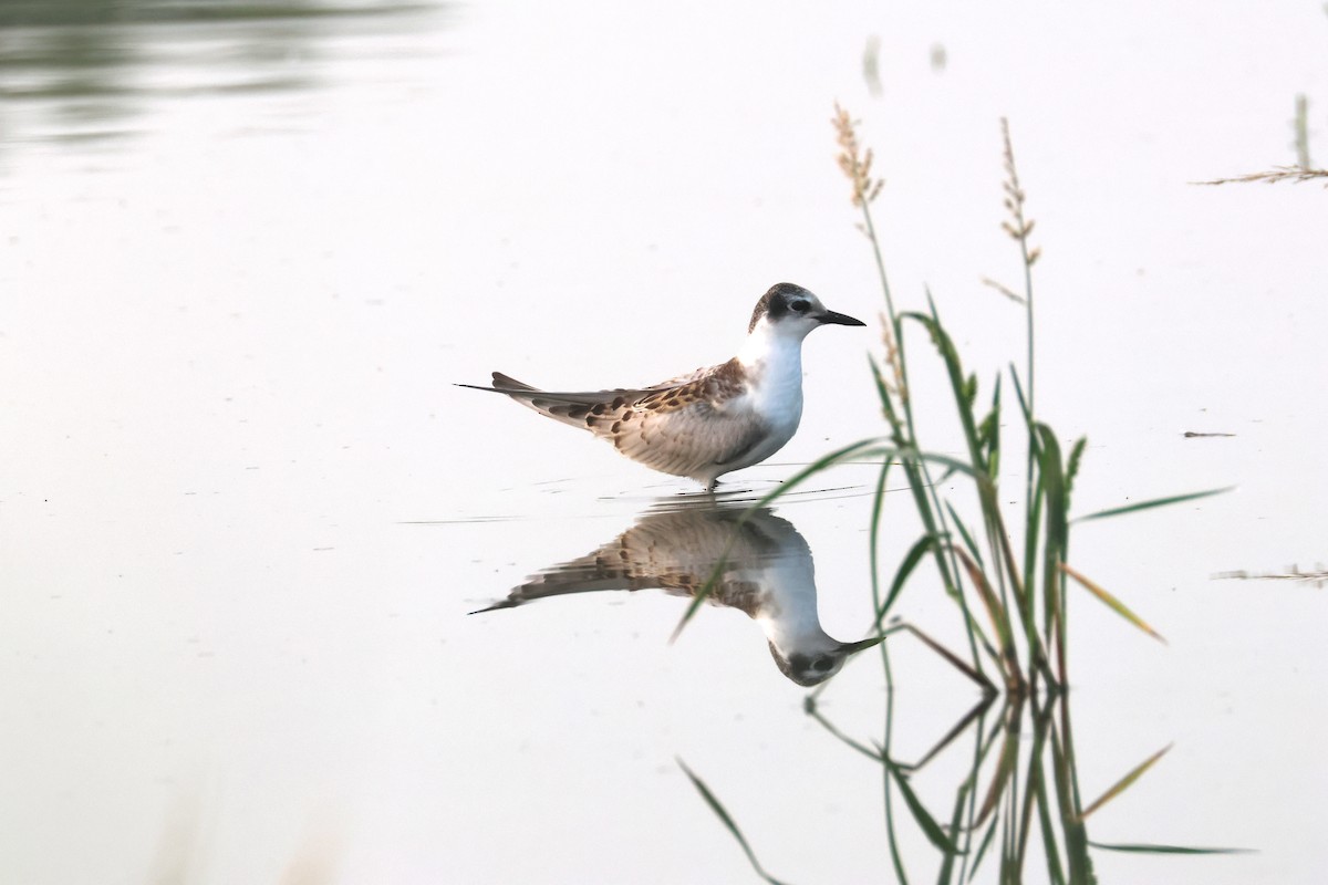 Whiskered Tern - ML610822287