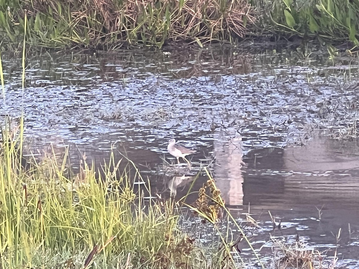 Greater Yellowlegs - ML610822320