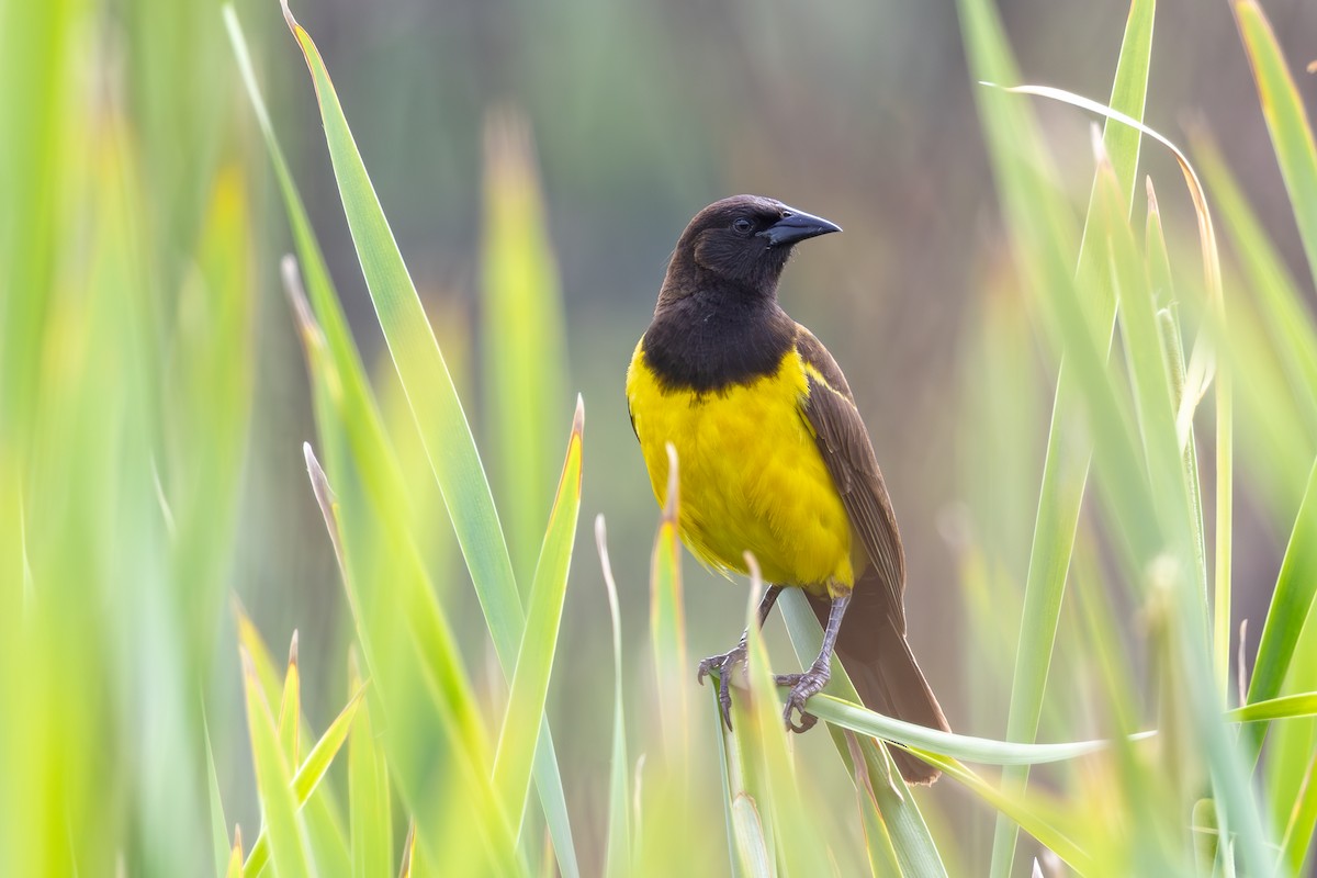 Yellow-rumped Marshbird - ML610822380