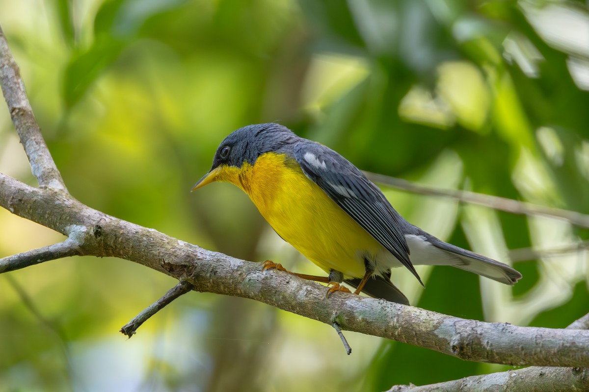 Parula Pitiayumí - ML610822383