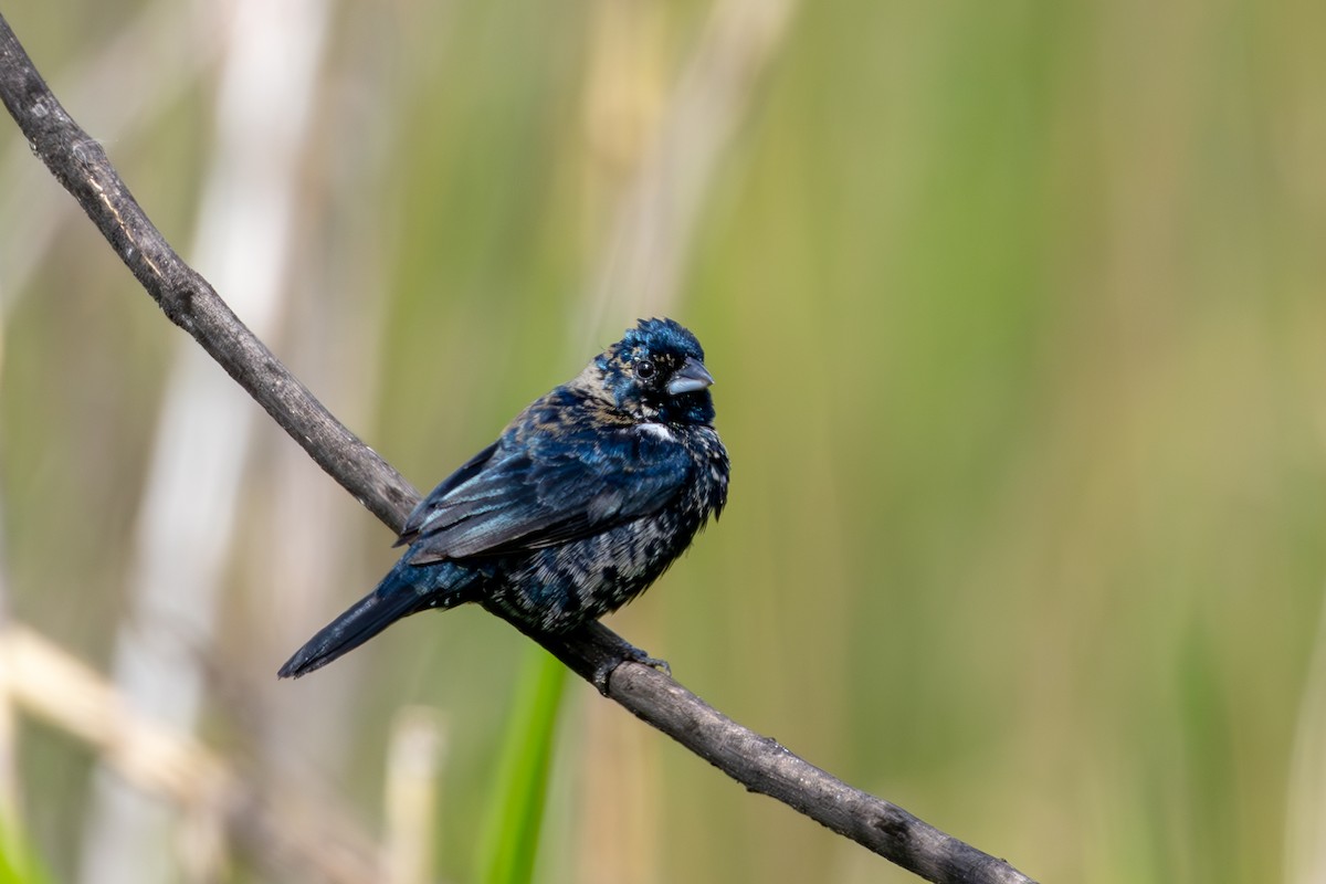 Blue-black Grassquit - ML610822390