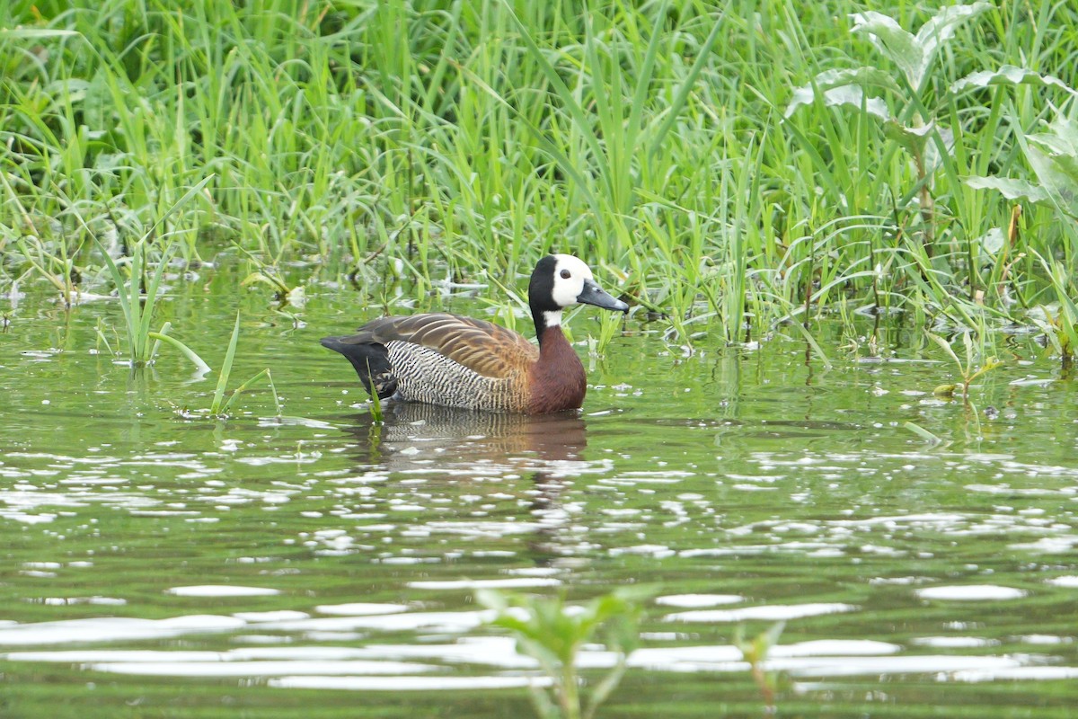 White-faced Whistling-Duck - ML610822459