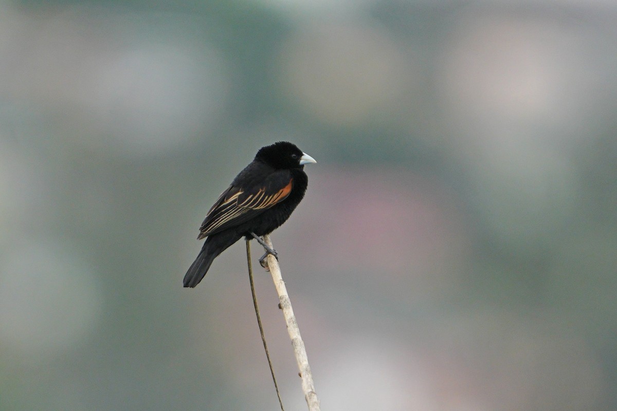 Fan-tailed Widowbird - Dave Rimmer