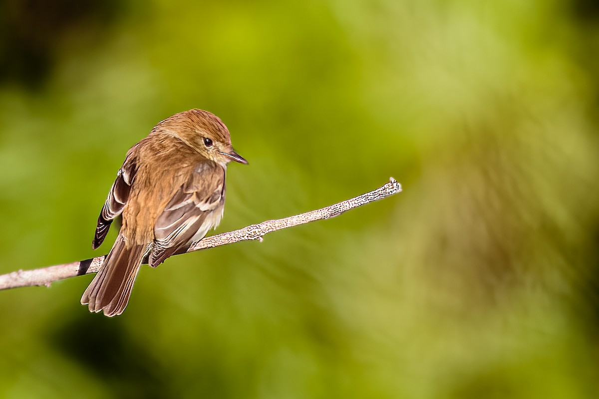 Bran-colored Flycatcher - ML610822494