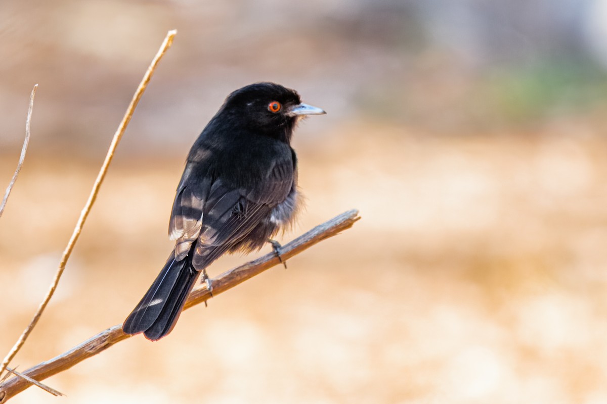 Blue-billed Black-Tyrant - ML610822497