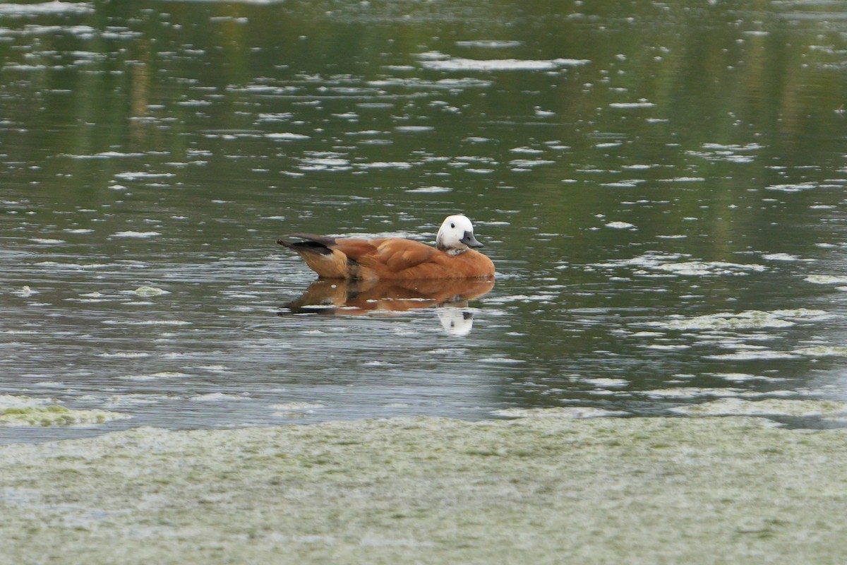 South African Shelduck - ML610822520