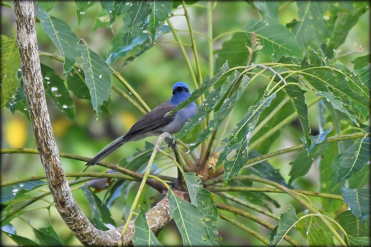 Black-naped Monarch - ML610822563