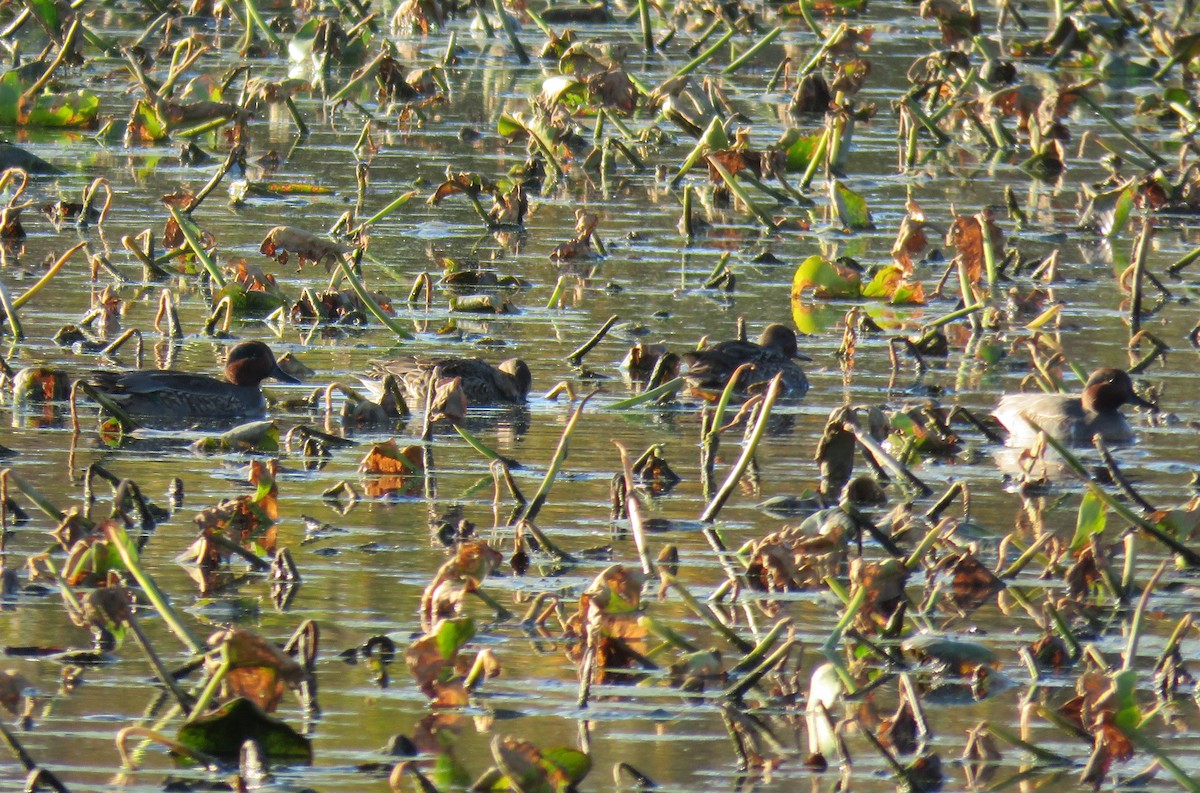 Green-winged Teal - ML610822577
