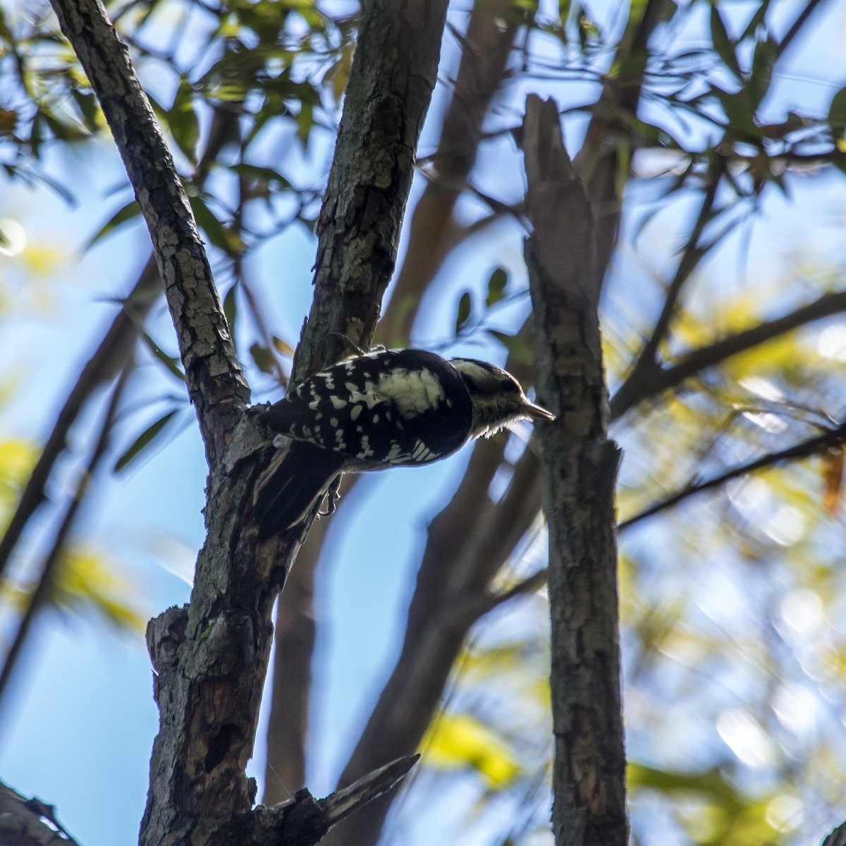 Gray-capped Pygmy Woodpecker - ML610822647