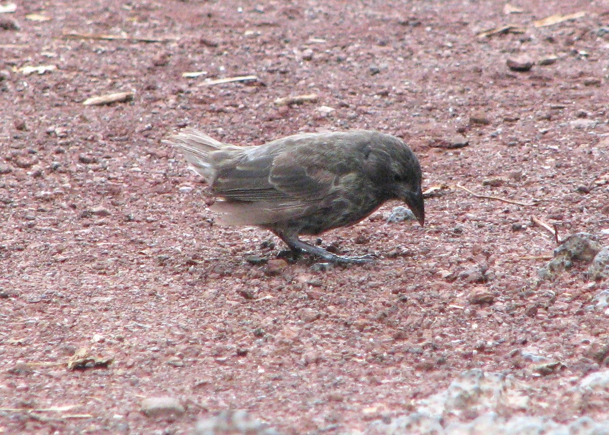 Genovesa Cactus-Finch - Robert Martin