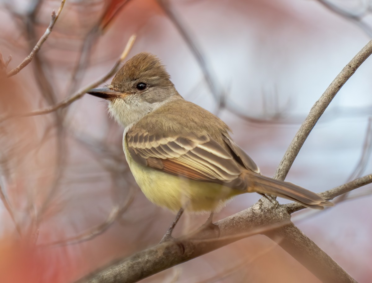 Ash-throated Flycatcher - ML610822769