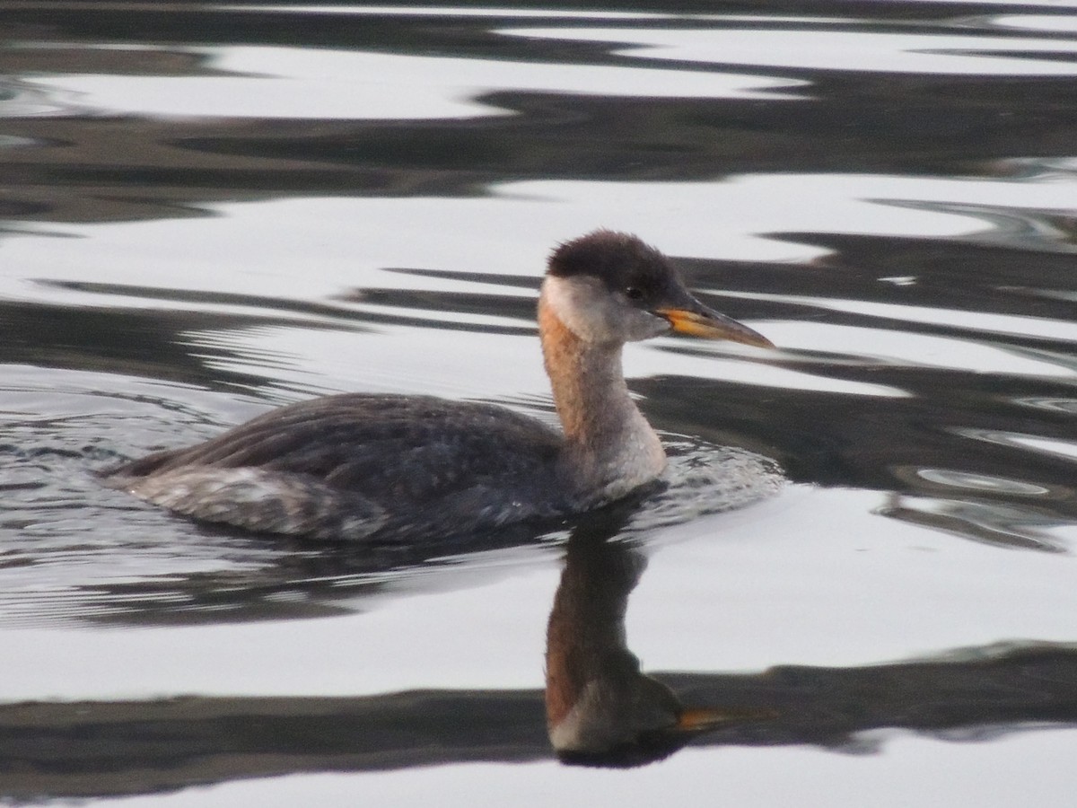 Red-necked Grebe - ML610822874