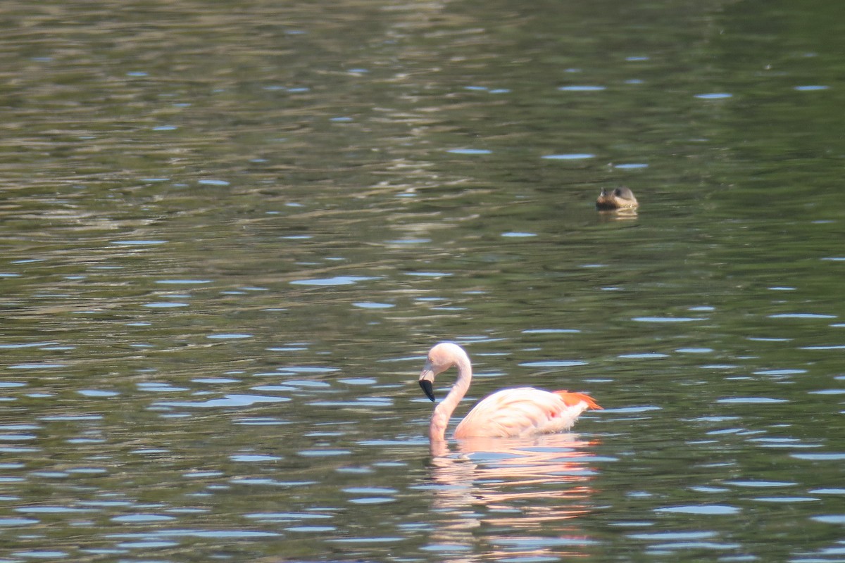 Flamant du Chili - ML610822901