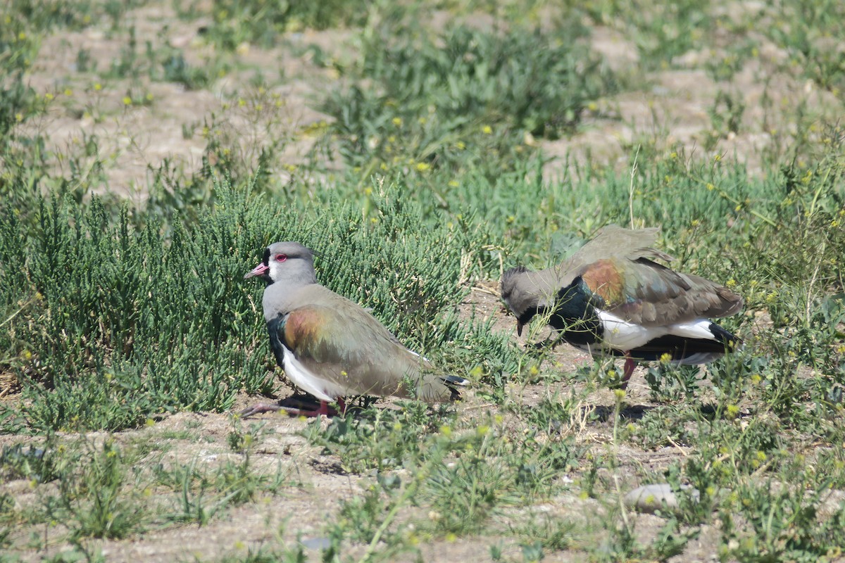 Southern Lapwing - ML610822923