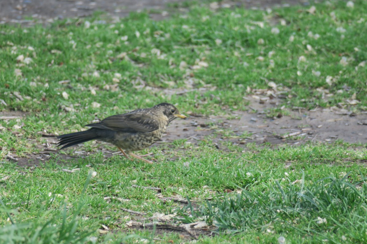 Austral Thrush - Ian Resnick