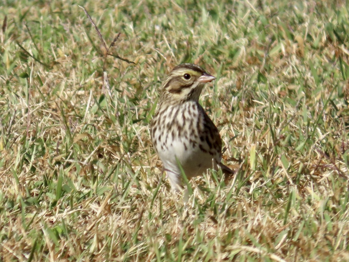 Savannah Sparrow - ML610823164