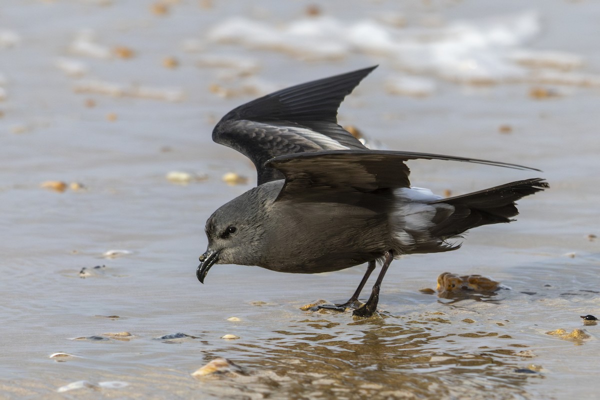 Leach's Storm-Petrel - ML610823191