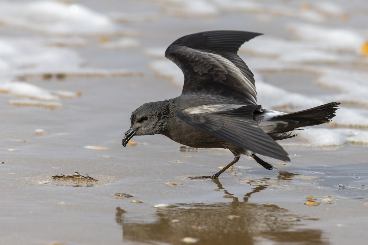 Leach's Storm-Petrel - Alexis Lours