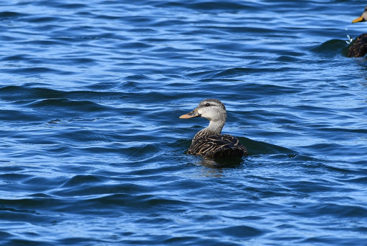 Mottled Duck - ML610823205