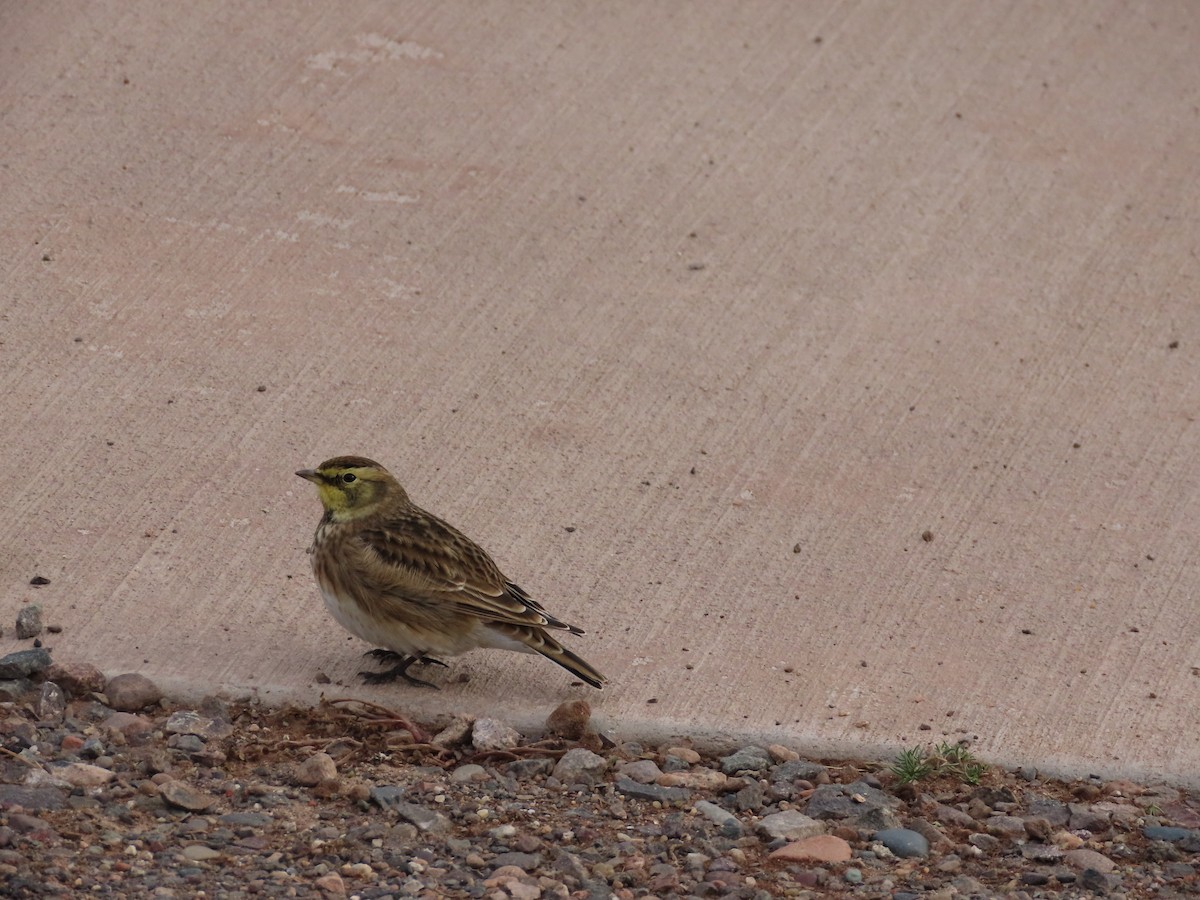 Horned Lark - ML610823309