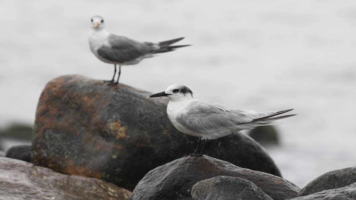 Sandwich Tern - ML610823365